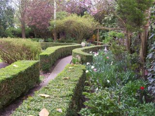 Garden hedge