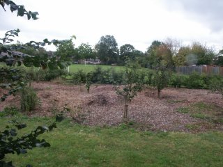 Playing Field